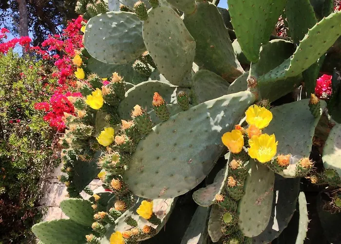 Zenzero E Limone Bed & Breakfast Syracuse