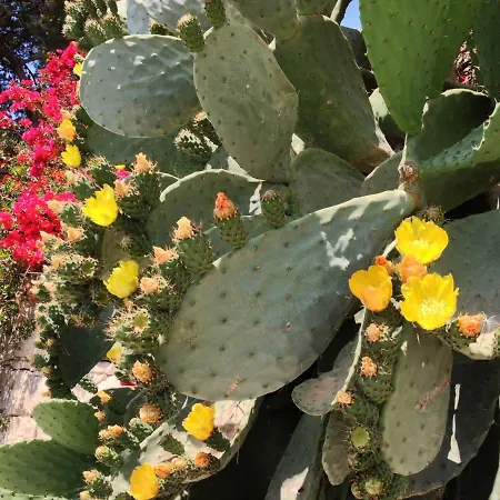 Zenzero E Limone Panzió Szirakúza